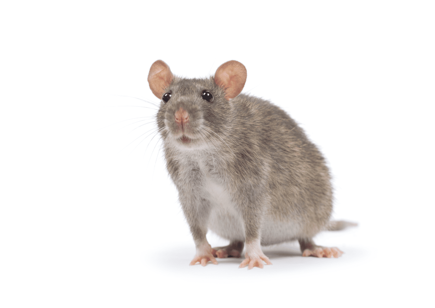 Rat noir dans un local – dératisation rapide