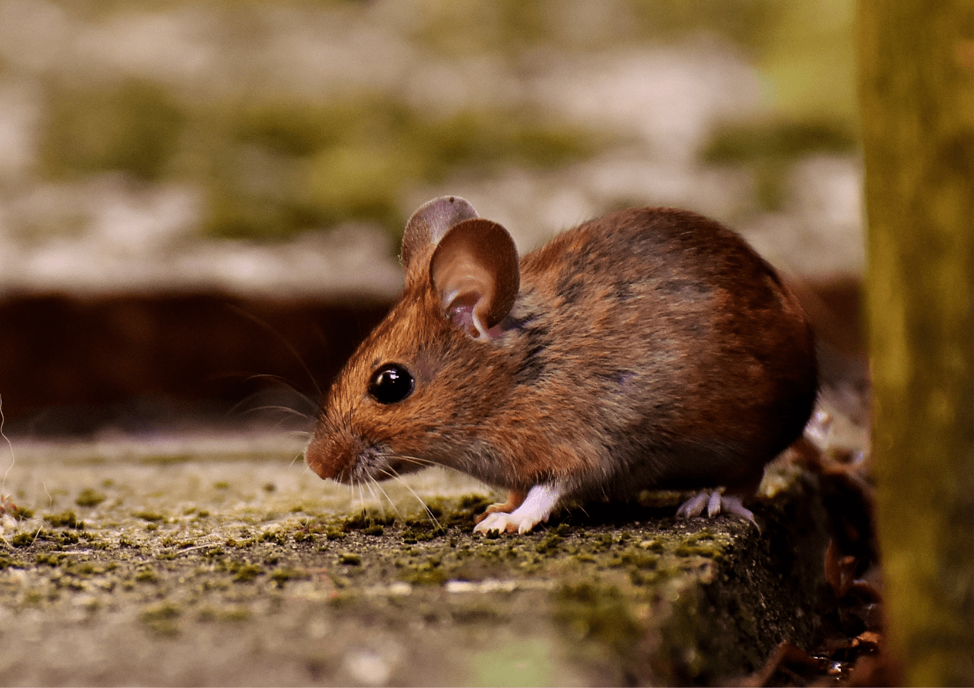Souris dans une cuisine – désourisation