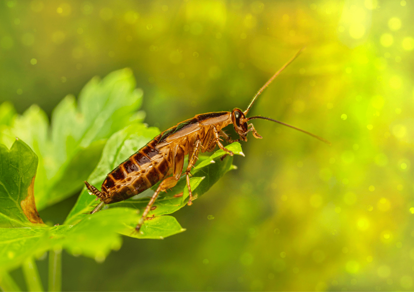 Blatte orientale sur une surface