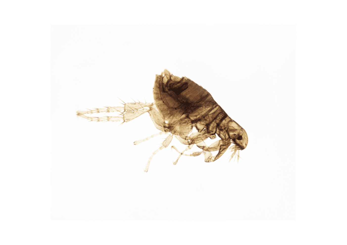 Puce sur tissu – insecte nuisible