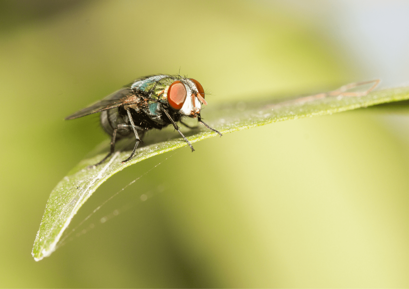 Mouches autour d’un fruit – infestation