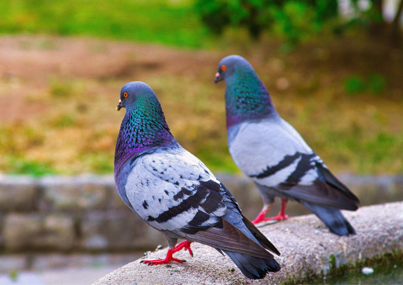Pigeon sur un rebord d’immeuble – nuisance urbaine