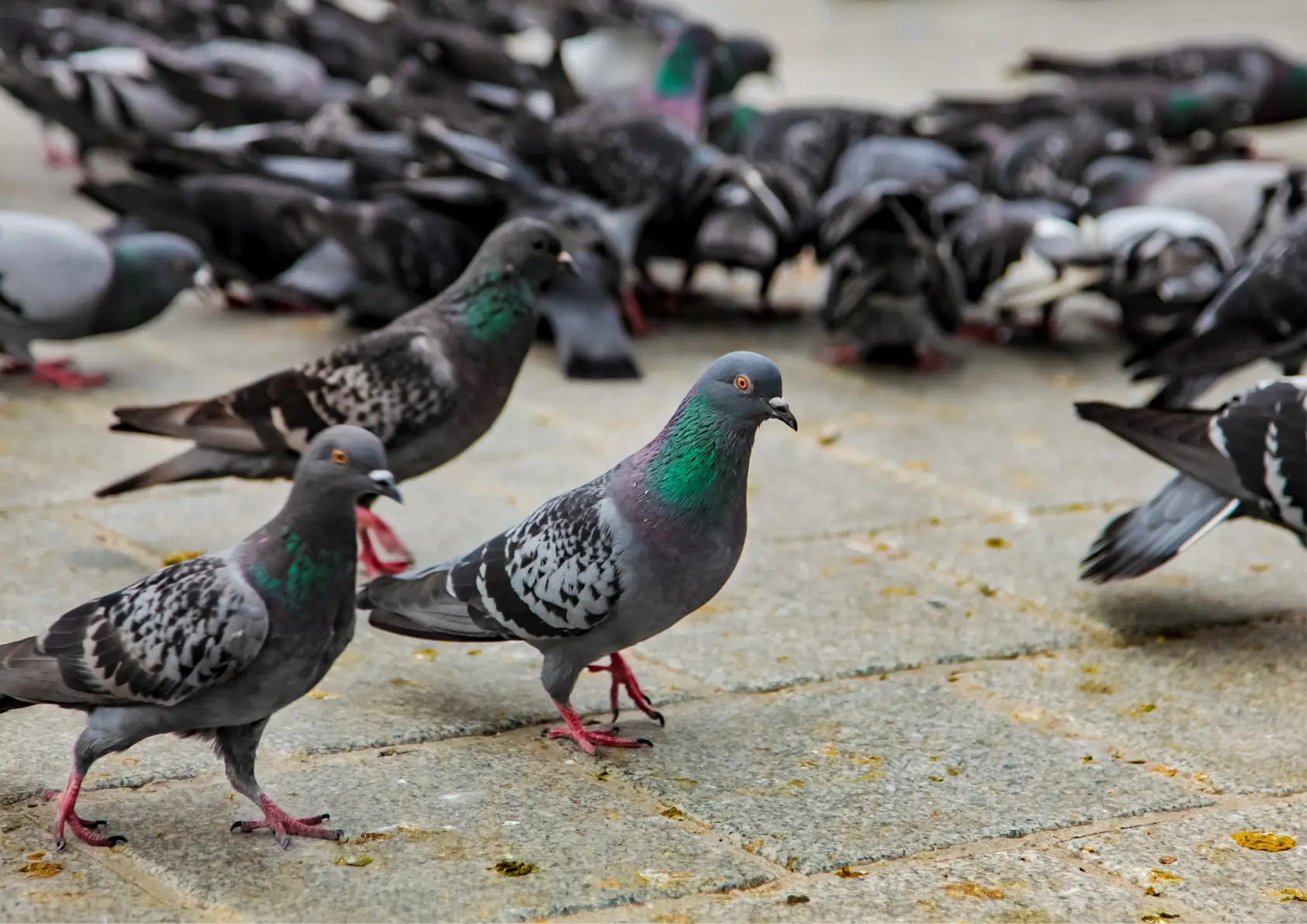 Dépigeonnage Paris