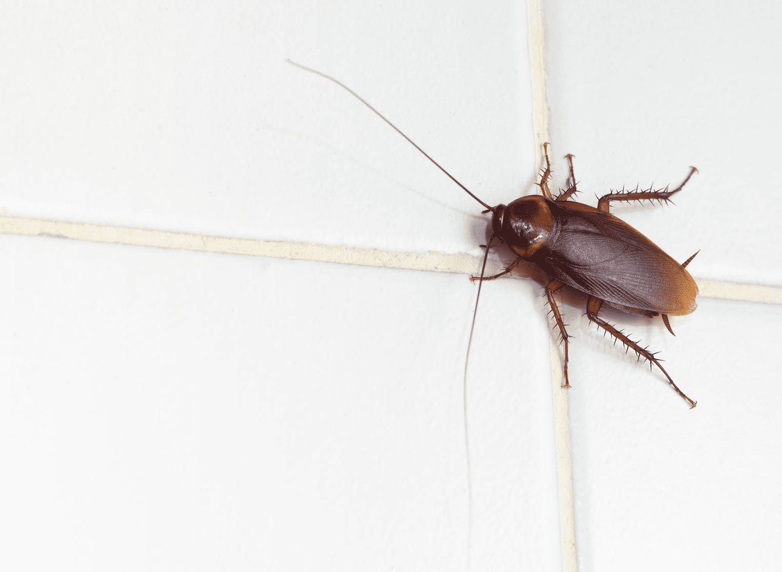 Illustration insectes nuisibles