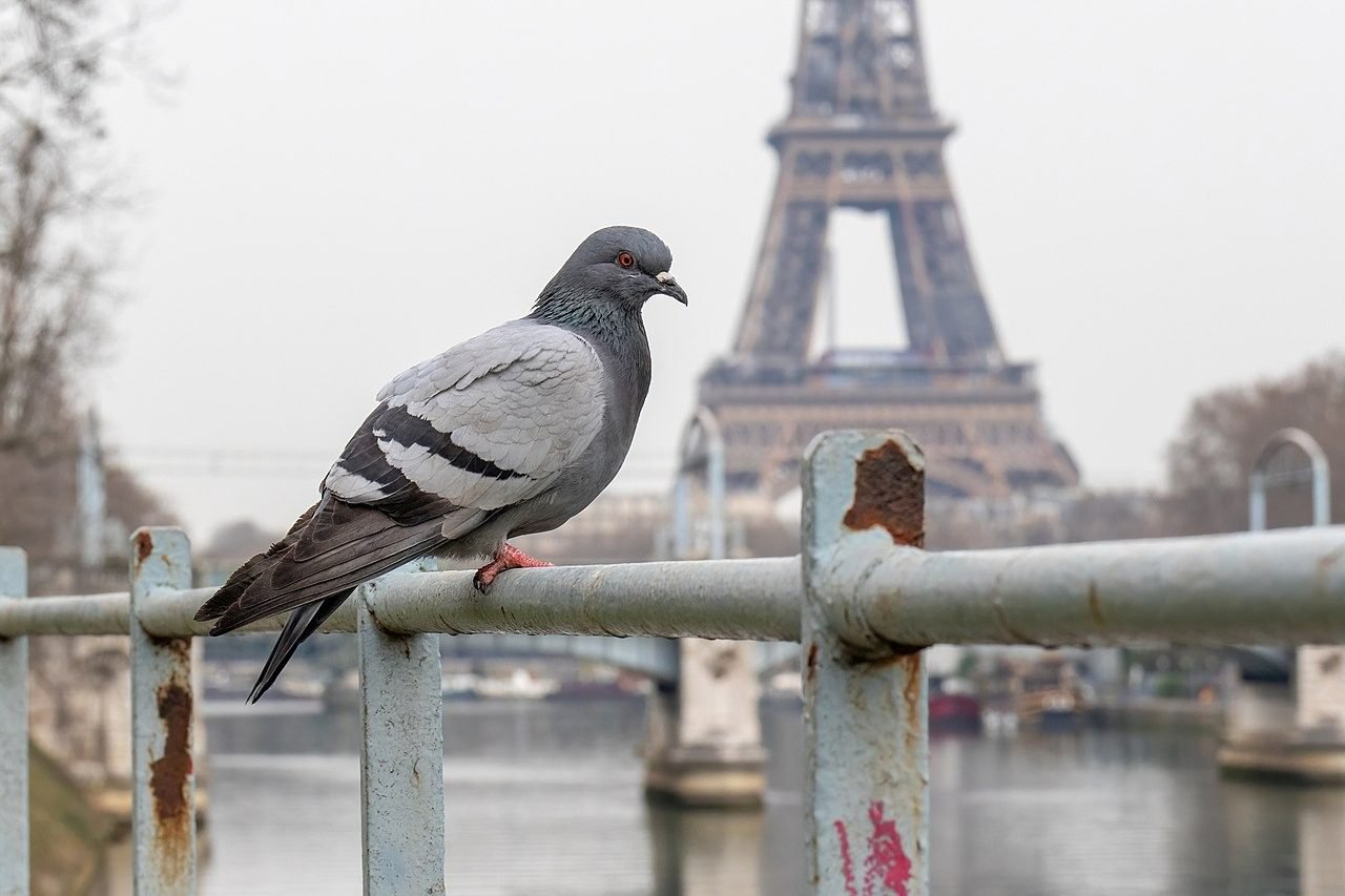 Pose de pics anti-pigeons sur une corniche en hauteur