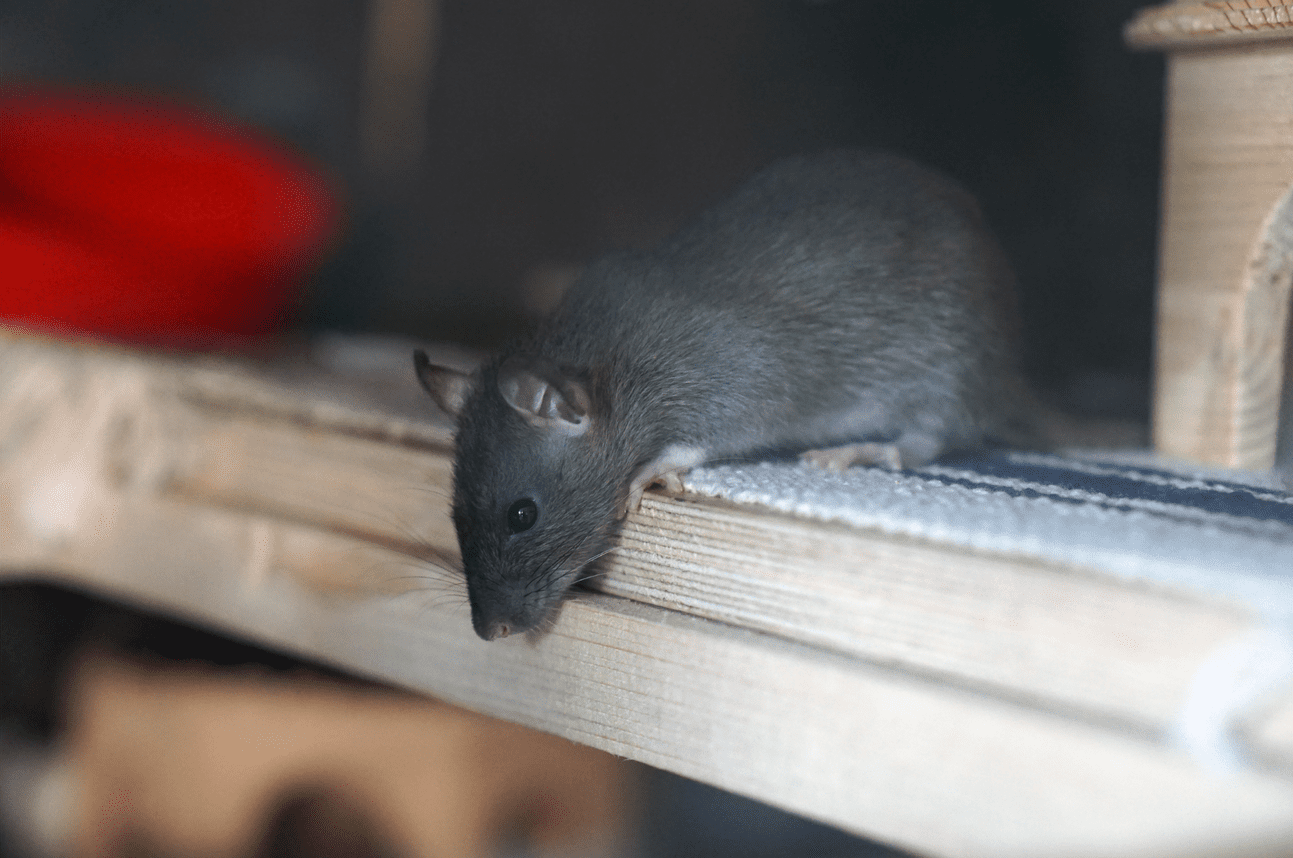 Comment piéger un rat ? - inratable.pro