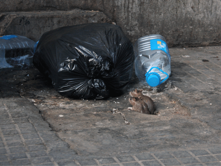 éradication rats paris ile-de-france extermination poubelle