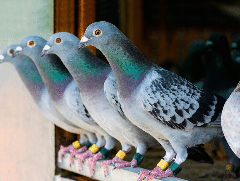 dépigeonnage paris et ile-de-france