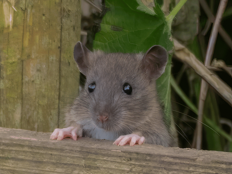 dératisation Ermont rats
