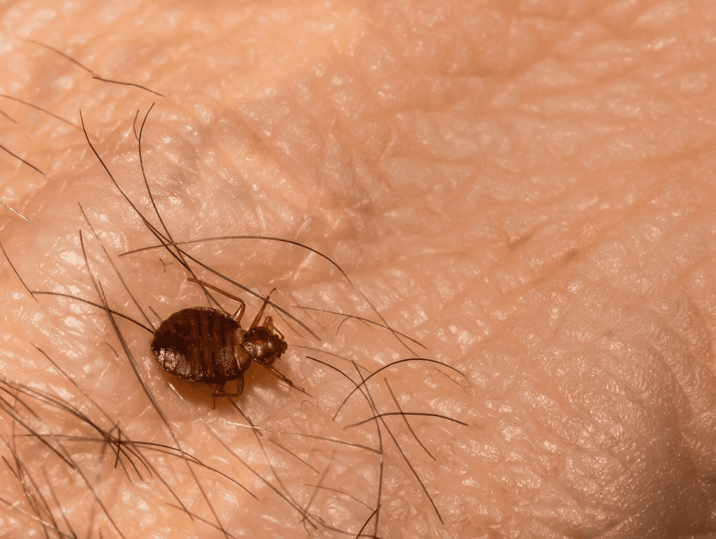 Extermination de punaises de lit à Paris et partout en Île-de-France - Inratable