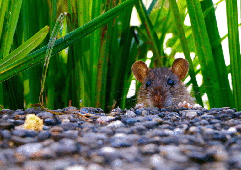 dératisation paris 13 rats