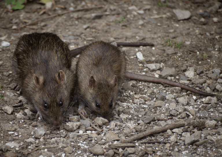 dératisation paris 11 rats