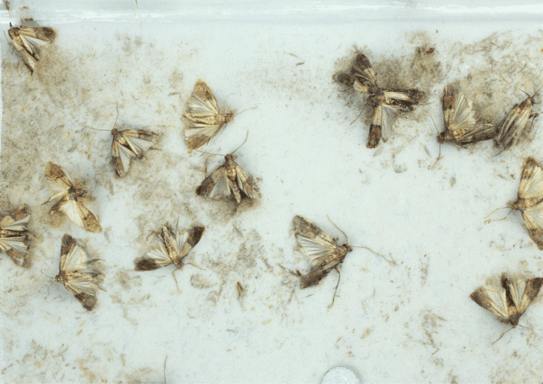 désinsectisation Hauts-de-Seine 92 mites
