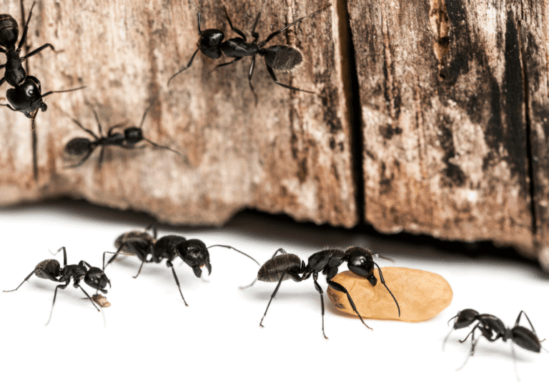 désinsectisation Val-d'Oise 95 fourmis