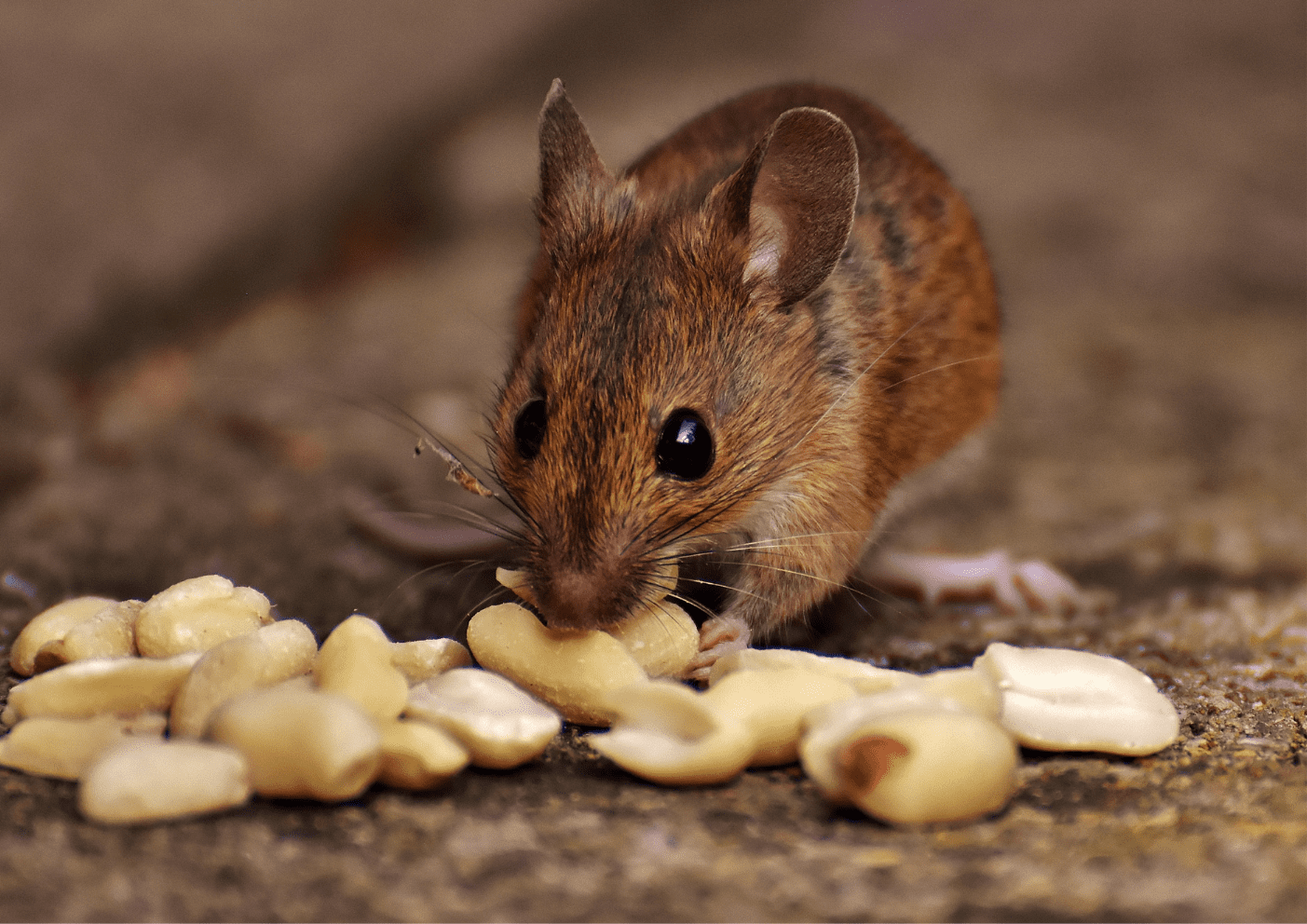 Dératisation Argenteuil souris