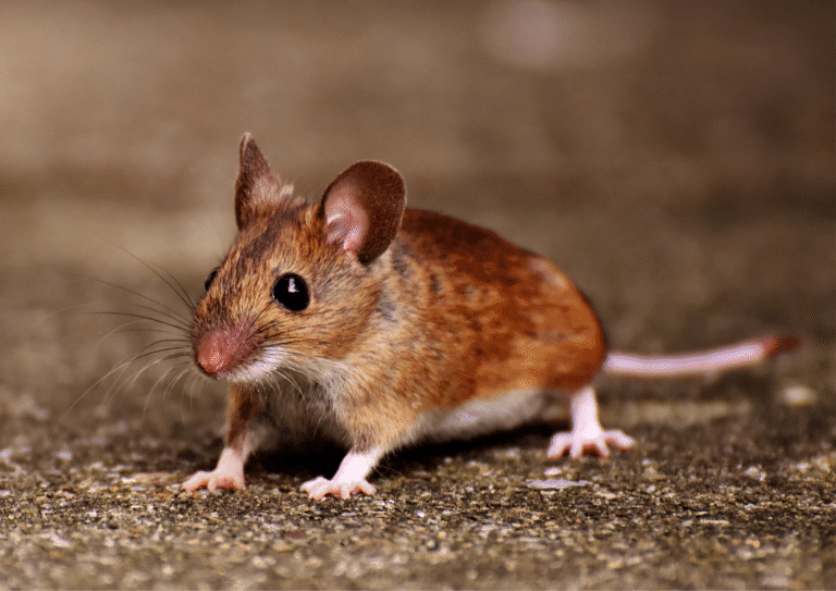dératisation Sarcelles souris