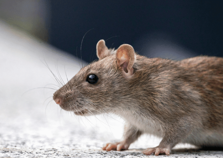 dératisation Sarcelles rats