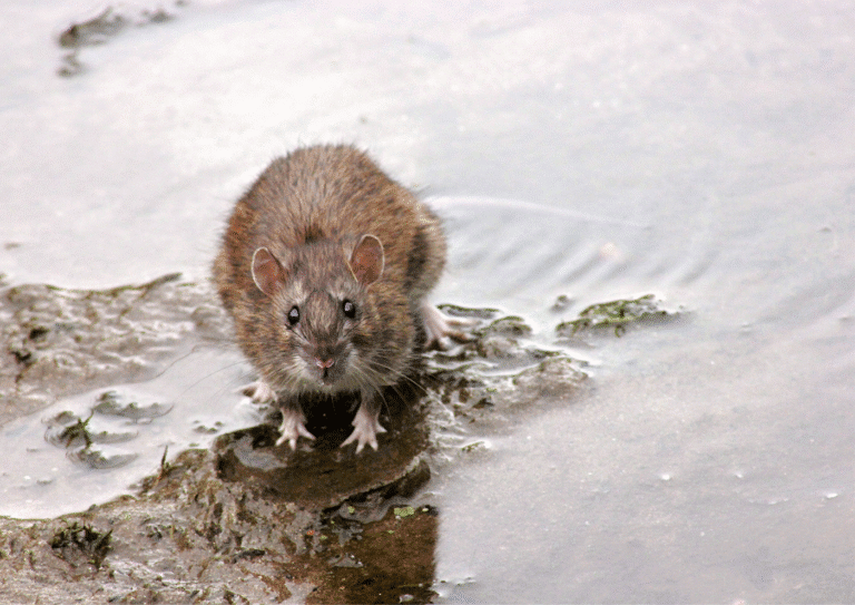 dératisation Franconville rats