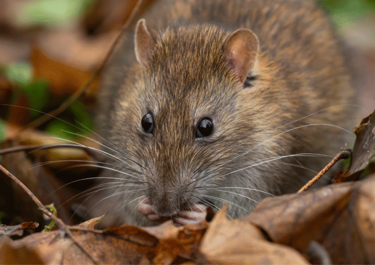 dératisation Cergy rats