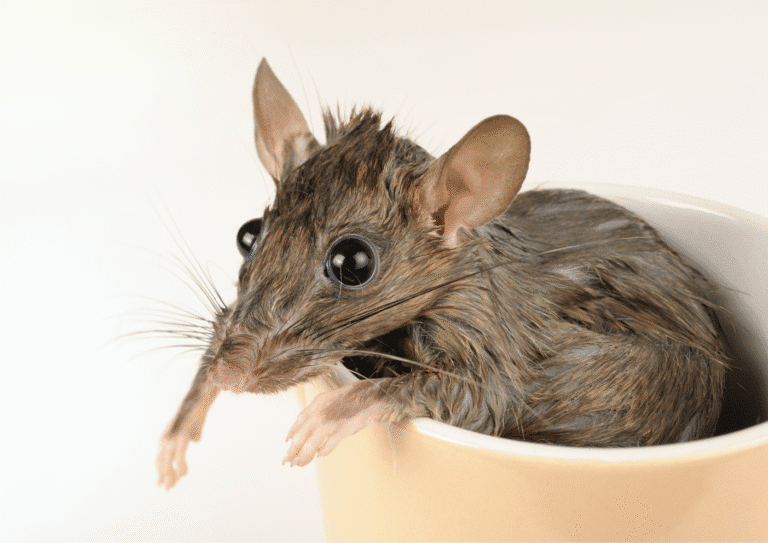 dératisation Persan rats