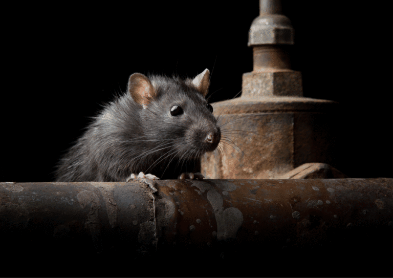 dératisation Soisy-sous-Montmorency rats