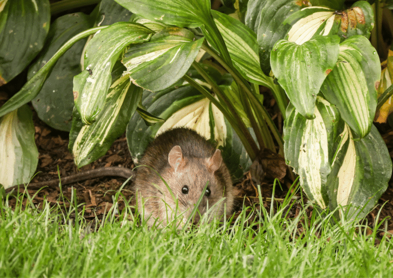 dératisation l'Isle Adam rats