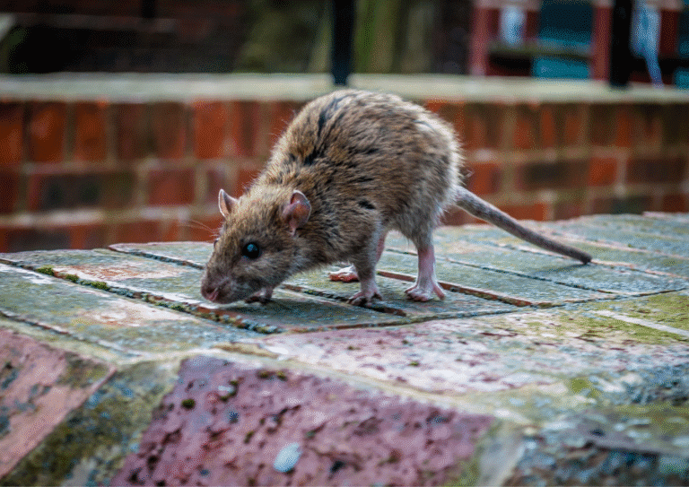 dératisation Marly-la-Ville rats