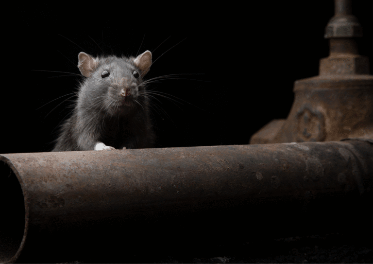 dératisation Montmagny rats