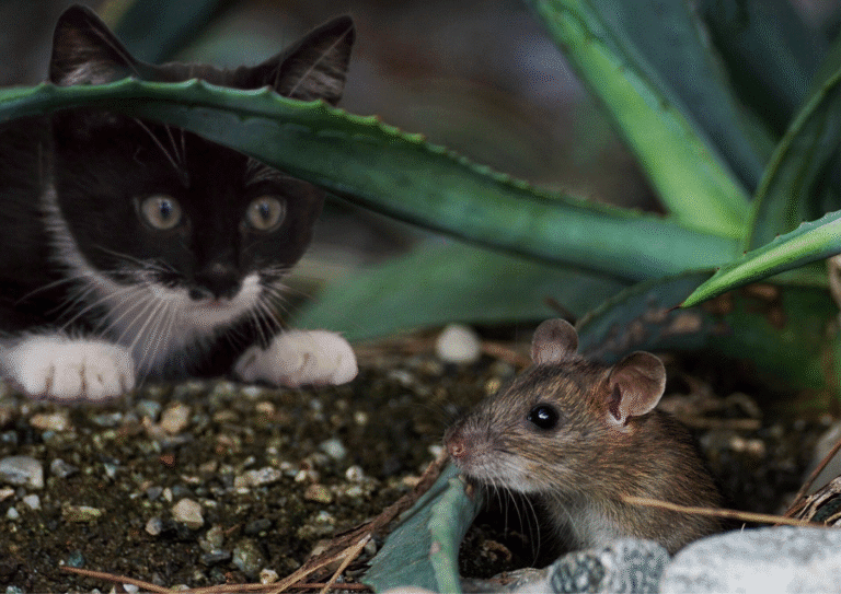 dératisation Montmorency rats chat