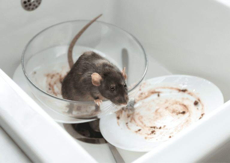 dératisation Vauréal rats