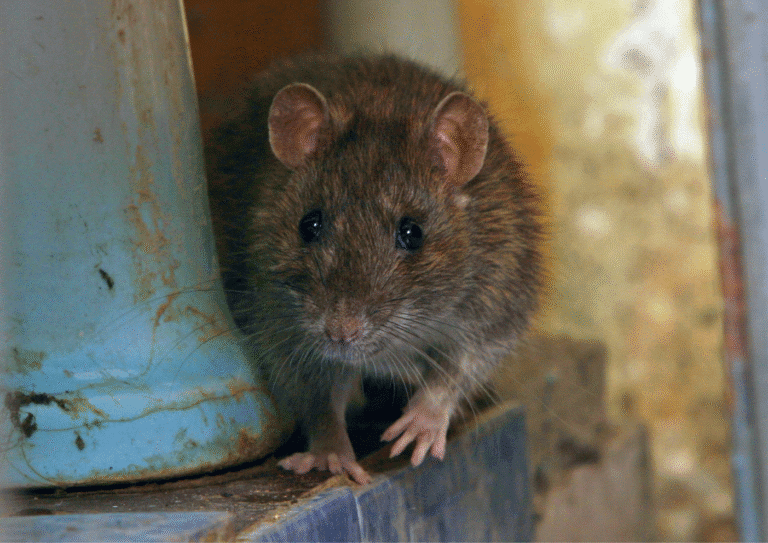dératisation Villiers-le-Bel rats