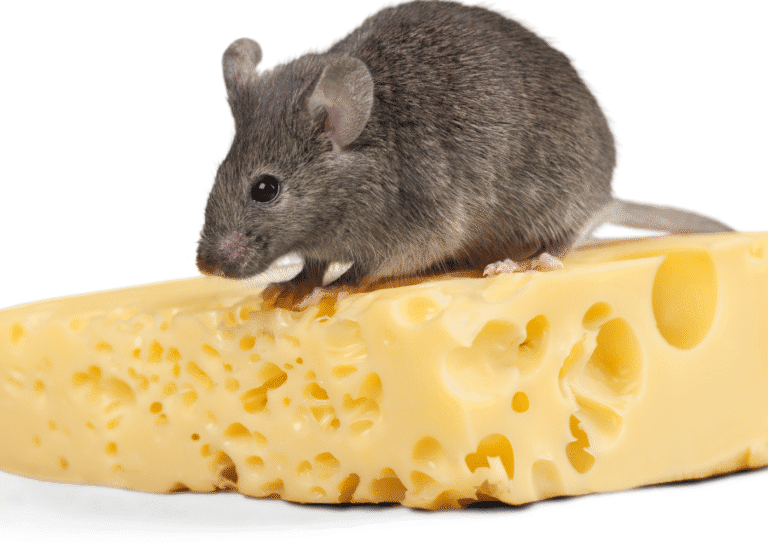 dératisation Eaubonne souris