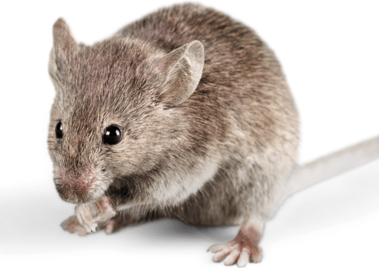 dératisation Gonesse souris