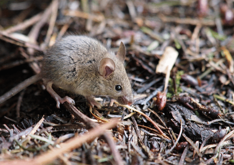dératisation Herblay-sur-seine souris