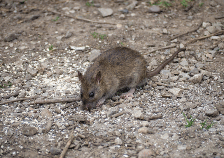dératisation Bezons rats