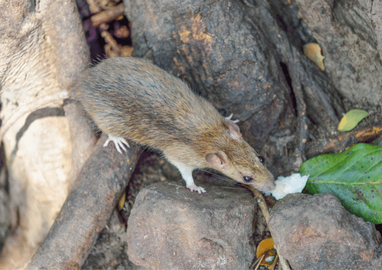 dératisation Sannois rats
