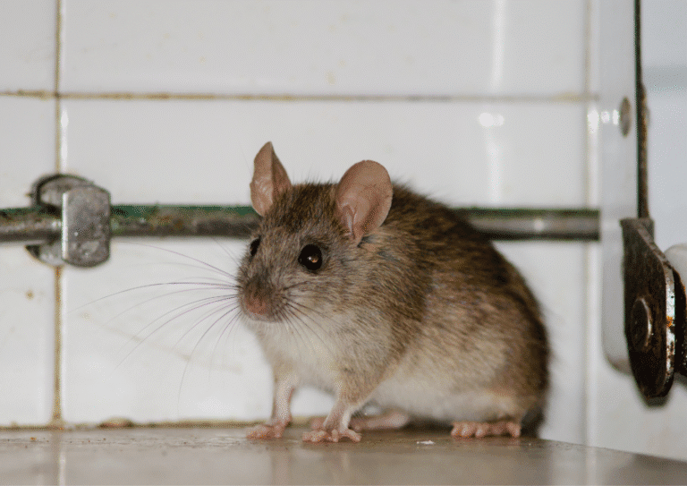 dératisation Cormeilles-en-Parisis rongeur rats souris
