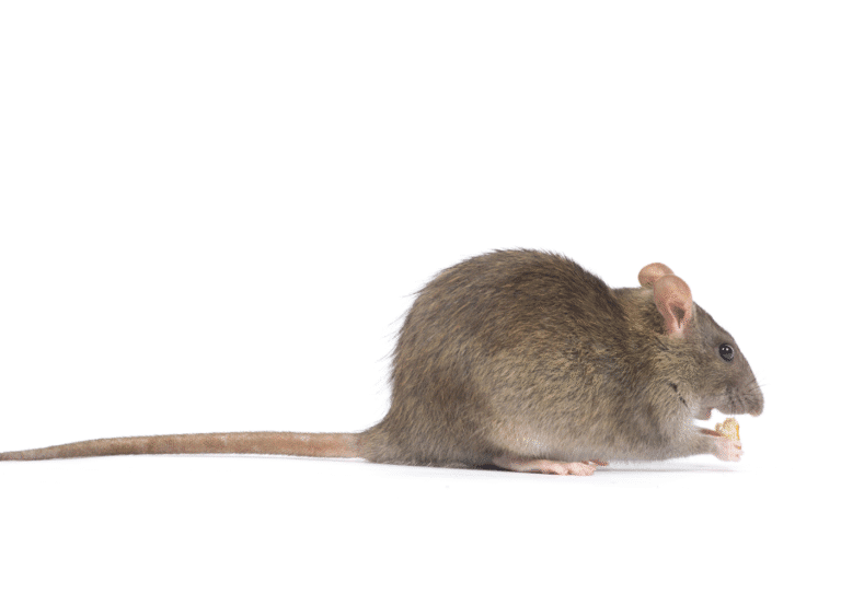 dératisation Domont rats