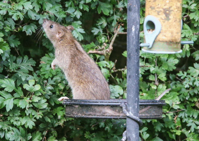 dératisation Herblay-sur-seine rats