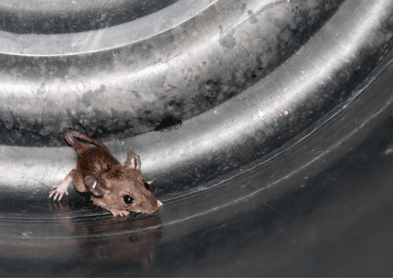 dératisation Bezons souris