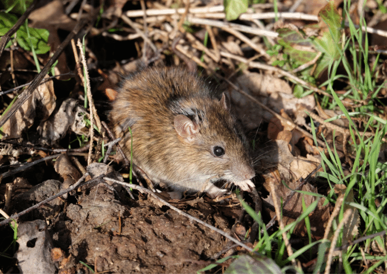 dératisation Deuil-la-Barre rats