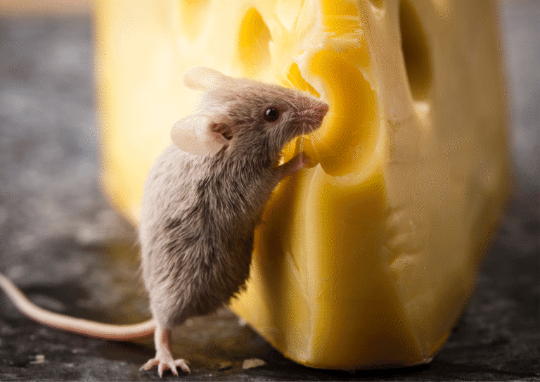 dératisation Fosses souris