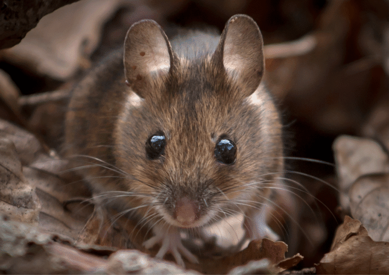 dératisation Pierrelaye souris