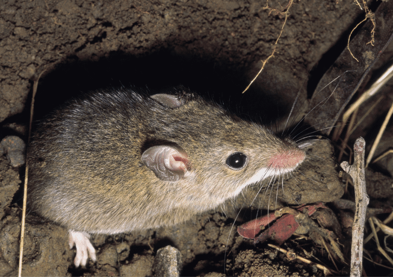 Dératisation à Méry-sur-Oise souris