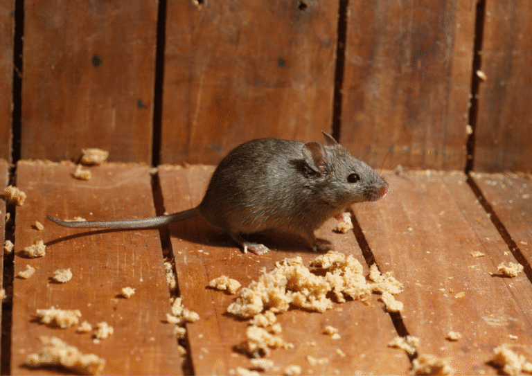dératisation Éragny souris