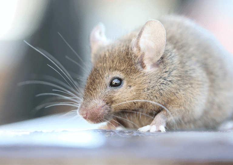 dératisation Louvres souris