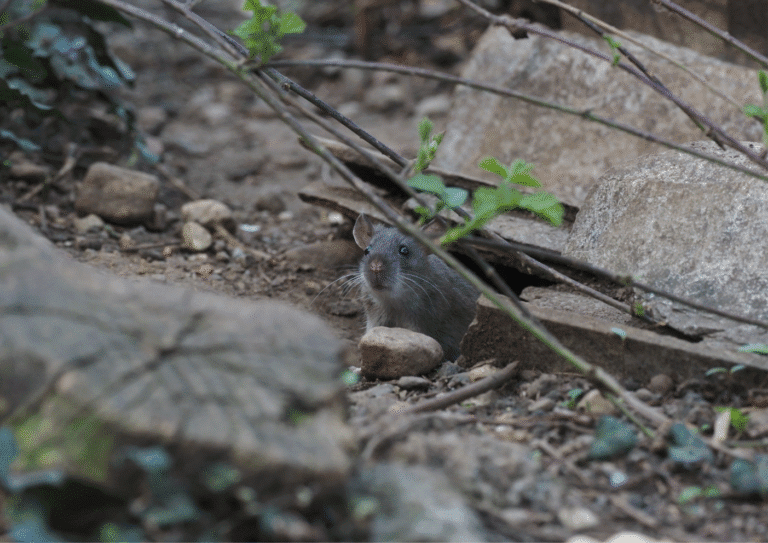 dératisation Pierrelaye rats