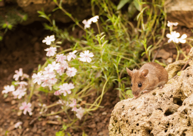 dératisation Osny souris