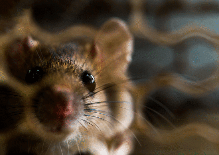 dératisation Persan souris