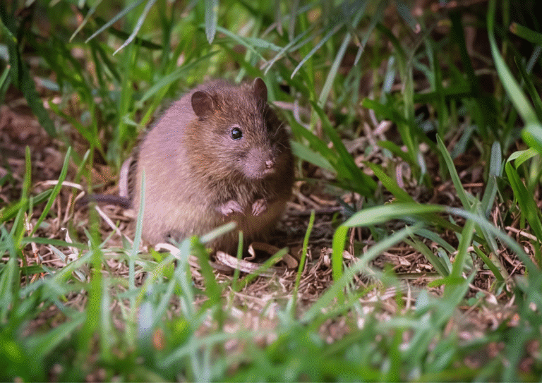 dératisation Fosses rats